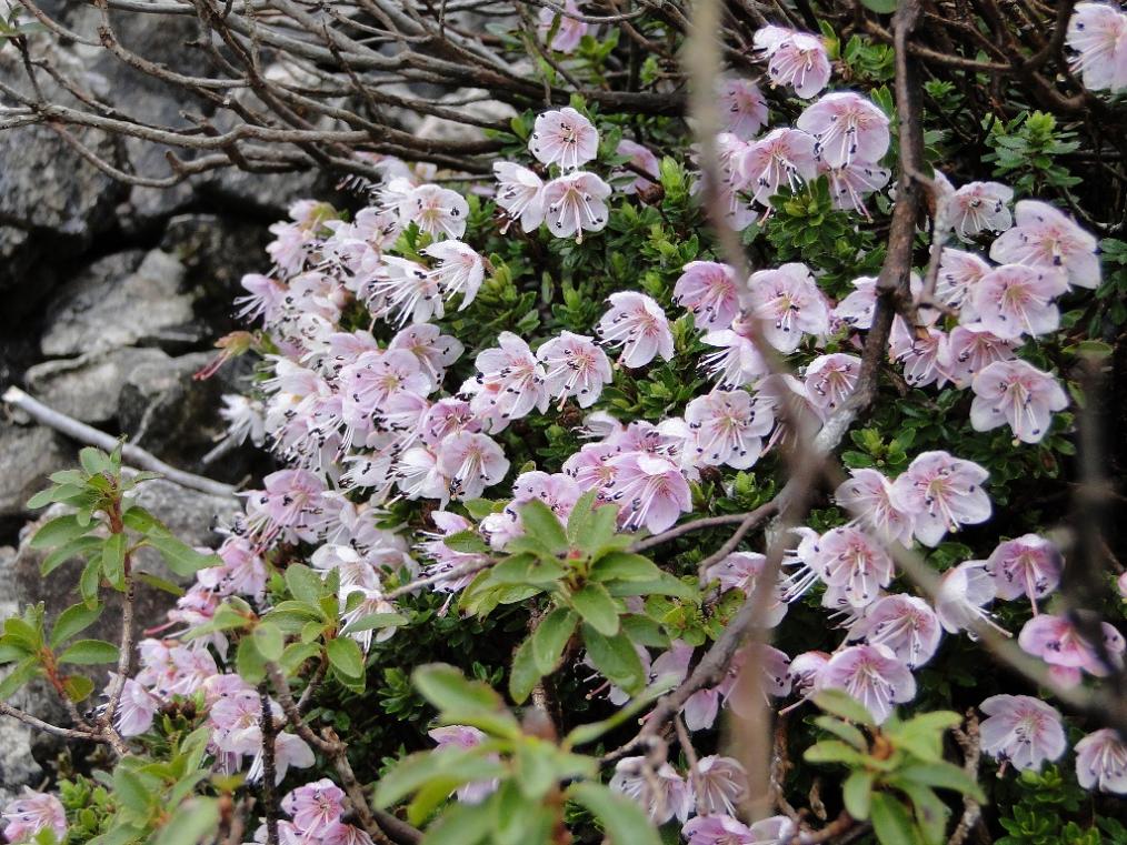 Rhodothamnus chamaecistus / Rododendro cistino
